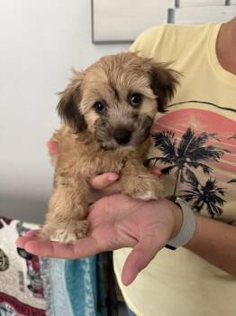 Mbappe -  Bichon Frise and Goldendoodle Dog for Adoption in Bradenton, Florida - Mbappe | PetCurious