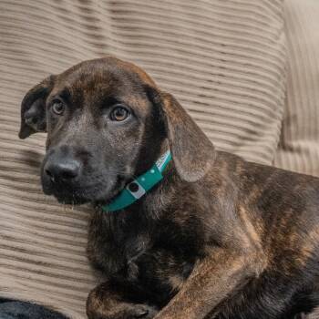 Rescue Plott Hound Dogs for Adoption in Pawling, New York - Bell | PetCurious