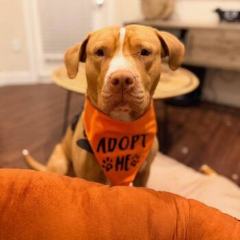 Carrot -  Pit Bull Terrier Dog for Adoption in Fremont, California - Carrot | PetCurious