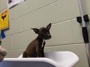 NOODLE -  Pit Bull Terrier and Mixed Breed Dog for Adoption in Tulsa, Oklahoma - NOODLE | PetCurious