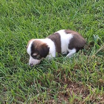 Fluffy -  Jack Russell Terrier and Mixed Breed Dog for Adoption in Shorewood, Illinois - Fluffy | PetCurious