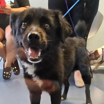 Mr. Wiggles -  Mixed Breed Dog for Adoption in Greensboro, North Carolina - Mr. Wiggles | PetCurious