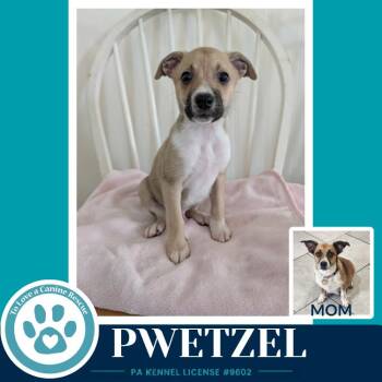 Pwetzel (Betty