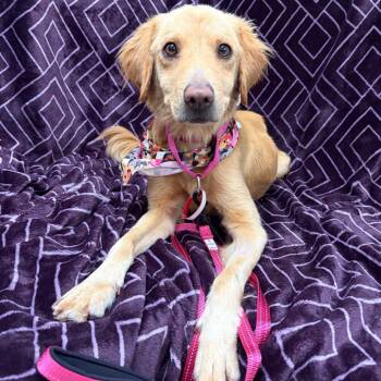 980 (2026) Maple -  Golden Retriever and Mixed Breed Dog for Adoption in Parker, Colorado - 980 (2026) Maple | PetCurious