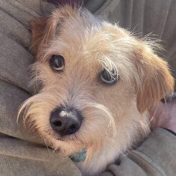 Terrier Dogs Available for Adoption - Moose | PetCurious