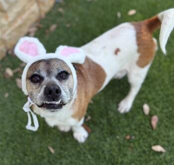 Beagle and Pug Dogs Available for Adoption in Richland Hills, Texas - Leo | PetCurious