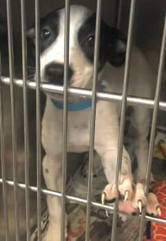 Rescue Hound Dogs for Adoption in Parma, Ohio - Earth | PetCurious