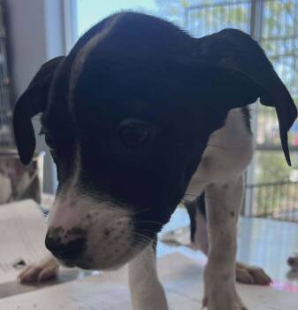 Labrador Retriever Dogs Available for Adoption in Kingman, Arizona - Altas | PetCurious