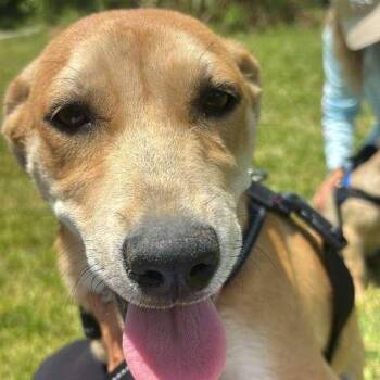 Labrador Retriever and Mixed Breed Dogs Available for Adoption in Tampa, Florida - Seamus | PetCurious