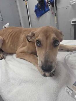 Holland -  Shepherd and Mixed Breed Dog for Adoption in Sevierville, Tennessee - Holland | PetCurious