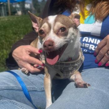 Snupe -  Chihuahua Dog Available for Adoption - Snupe | PetCurious