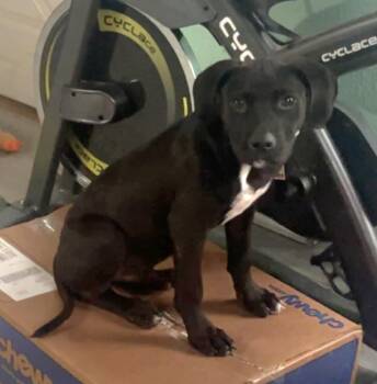 Rescue Black Labrador Retriever and Pit Bull Terrier Dogs for Adoption in Sioux City, Iowa - Barkley | PetCurious