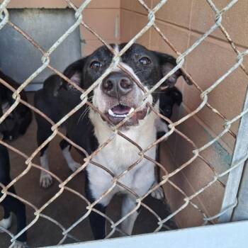 Amanda -  Hound Dog for Adoption in Gautier, Mississippi - Amanda | PetCurious