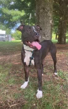 Xena -  Pit Bull Terrier Dog for Adoption in Springfield, Illinois - Xena | PetCurious