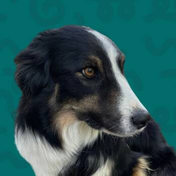 Rescue Border Collie Dogs for Adoption in Reno, Nevada - Sarge | PetCurious