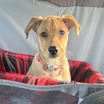 Mixed Breed Dogs Available for Adoption in Kansas City, Missouri - Carmine | PetCurious