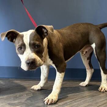 RASCAL -  Pit Bull Terrier Dog for Adoption in St. Louis, Missouri - RASCAL | PetCurious