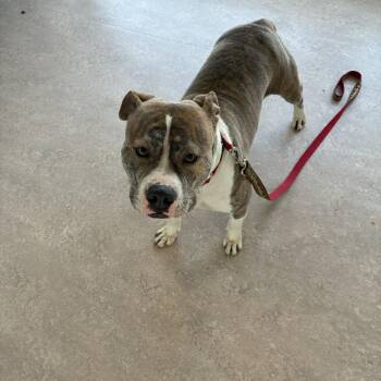 Girly Girl -  Terrier Dog for Adoption in Brentwood, Missouri - Girly Girl | PetCurious