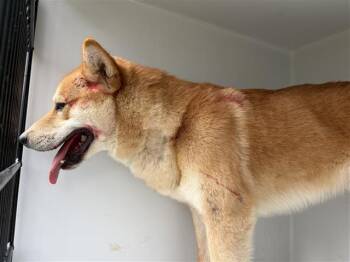 Shiba Inu Dogs Available for Adoption - A651022 | PetCurious