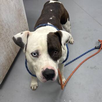 Mixed Breed Dogs Available for Adoption - 2/25/2026-Stray-WoodburnCourt | PetCurious