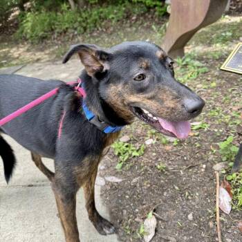 Mixed Breed Dogs Available for Adoption in Asheville, North Carolina - Hope | PetCurious