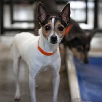 Eliza Sue (AG26-23) -  Rat Terrier Dog for Adoption in Peyton, Colorado - Eliza Sue (AG26-23) | PetCurious