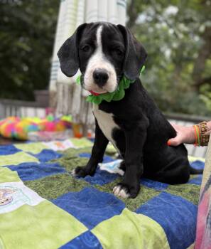 Dr Drew -  Border Collie and Australian Shepherd Dog for Adoption - Dr Drew | PetCurious