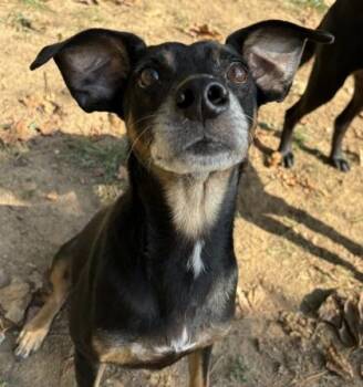 Rescue Mixed Breed Dogs for Adoption in Marshall, North Carolina - Sammich | PetCurious