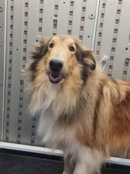 Collie Dogs Available for Adoption in Chantilly, Virginia - Catina | PetCurious
