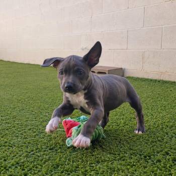 CINY 4060 -  Staffordshire Bull Terrier and Mixed Breed Dog for Adoption in Loxahatchee Groves, Florida - CINY 4060 | PetCurious