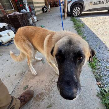 Doug -  Anatolian Shepherd and Mixed Breed Dog for Adoption in Montgomery, Alabama - Doug | PetCurious