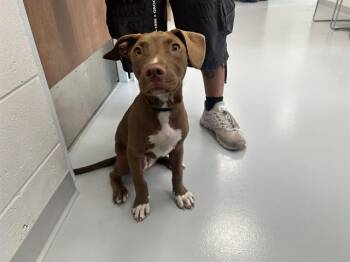 HERSHEY -  Pit Bull Terrier Dog for Adoption in Ocala, Florida - HERSHEY | PetCurious
