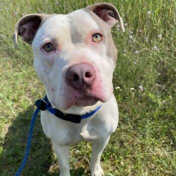 Fizzle -  Pit Bull Terrier Dog for Adoption in Allegan, Michigan - Fizzle | PetCurious