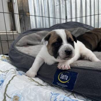 Border Collie Dogs Available for Adoption in Durango, Colorado - Emma | PetCurious