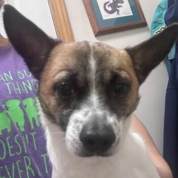 Scooby -  Chihuahua and Terrier Dog for Adoption in Peculiar, Missouri - Scooby | PetCurious
