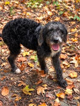 Kirk -  Poodle and Terrier Dog for Adoption in Medfield, Massachusetts - Kirk | PetCurious