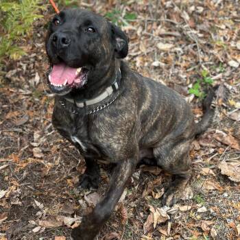 Max -  Cane Corso and Mixed Breed Dog for Adoption in Toronto, Ontario - Max | PetCurious