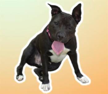 BEULAH -  Pit Bull Terrier Dog for Adoption in Sarasota, Florida - BEULAH | PetCurious