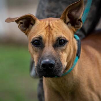Rescue Pit Bull Terrier Dogs for Adoption in Austin, Texas - Chook AKA Chaz JuM | PetCurious
