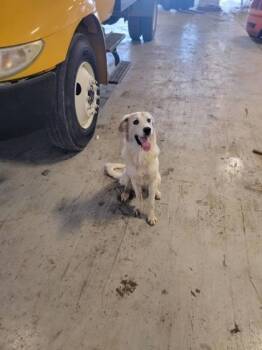 Sprocket -  Great Pyrenees and Mixed Breed Dog for Adoption in Morton Grove, Illinois - Sprocket | PetCurious