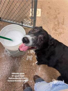 Slippers -  Husky and Labrador Retriever Dog for Adoption in Pottsville, Pennsylvania - Slippers | PetCurious