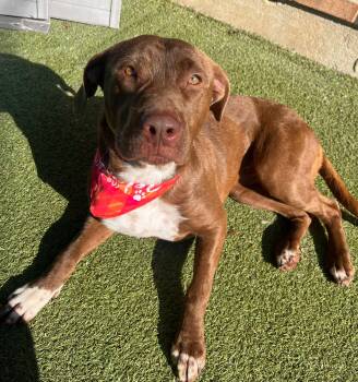 Daisy -  Pit Bull Terrier and Labrador Retriever Dog for Adoption in Radcliff, Kentucky - Daisy | PetCurious
