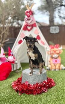 Terrier Dogs Available for Adoption - Elvis | PetCurious