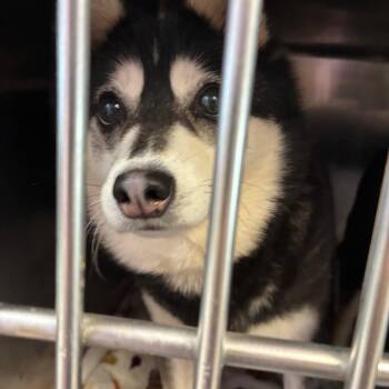 Orpha -  Klee Kai Dog for Adoption in Northbrook, Illinois - Orpha | PetCurious