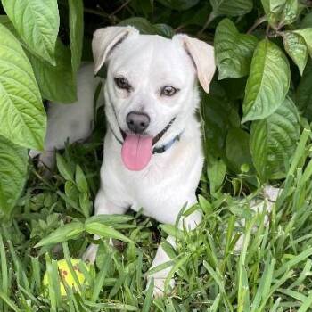 Kaspian, the Sweet Little Survivor -  Chihuahua Dog for Adoption in Houston, Texas - Kaspian, The Sweet Little Survivor | PetCurious