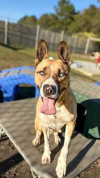 Rescue Labrador Retriever and Shepherd Dogs for Adoption in New Bern, North Carolina - Bodie | PetCurious