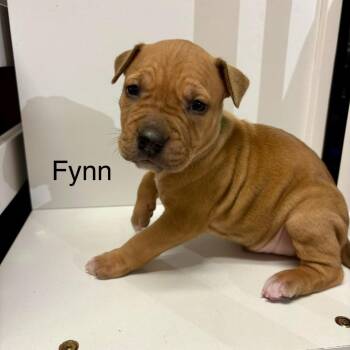 Pit Bull Terrier Dogs Available for Adoption in Jefferson City, Tennessee - Fynn | PetCurious