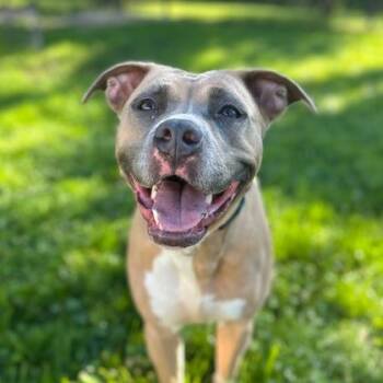 Reba -  Mixed Breed Dog for Adoption in Dubuque, Iowa - Reba | PetCurious