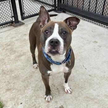 Mocha -  Pit Bull Terrier and Mixed Breed Dog for Adoption in Wheaton, Illinois - Mocha | PetCurious