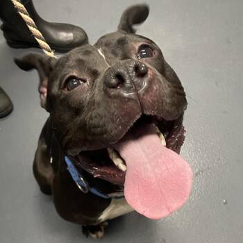 Marcella -  Mixed Breed Dog for Adoption in Allentown, Pennsylvania - Marcella | PetCurious